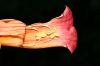image of Campsis radicans
