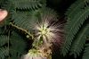 image of Albizia julibrissin