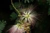 image of Albizia julibrissin