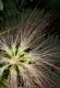 image of Albizia julibrissin