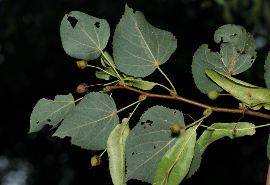 Tiliaceae Tilia cordata