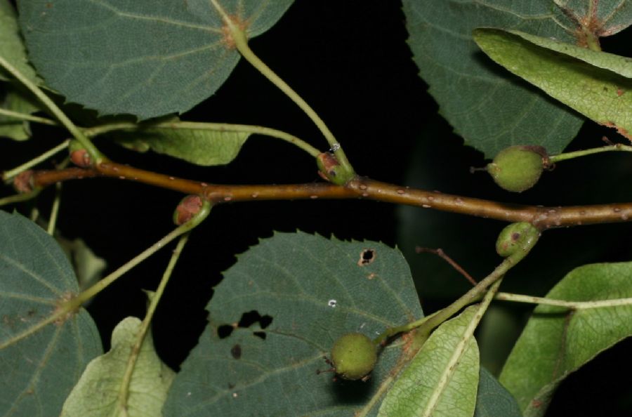 Tiliaceae Tilia cordata