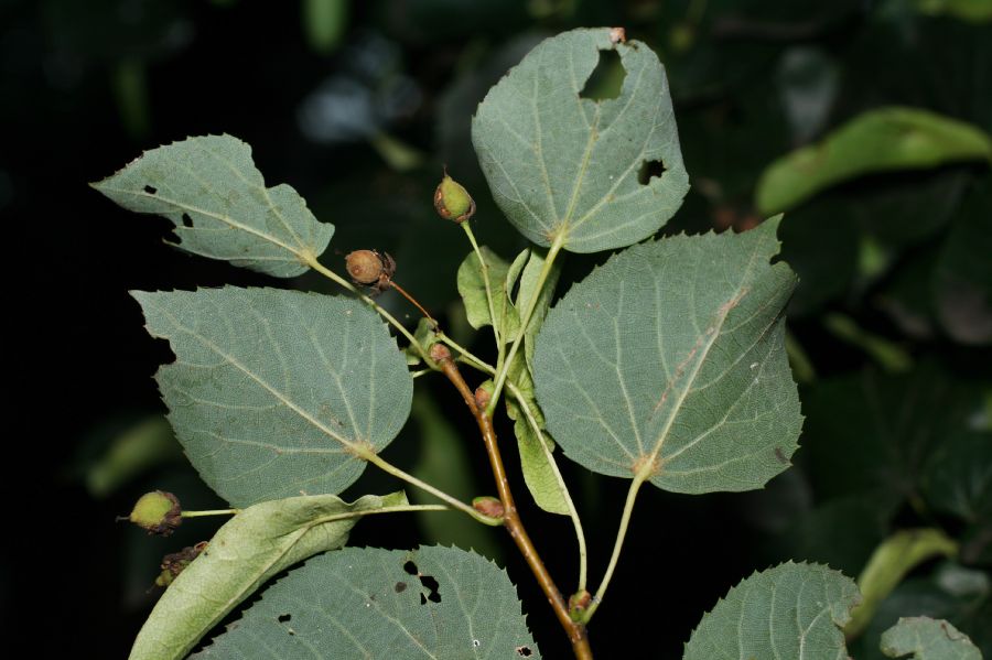 Tiliaceae Tilia cordata