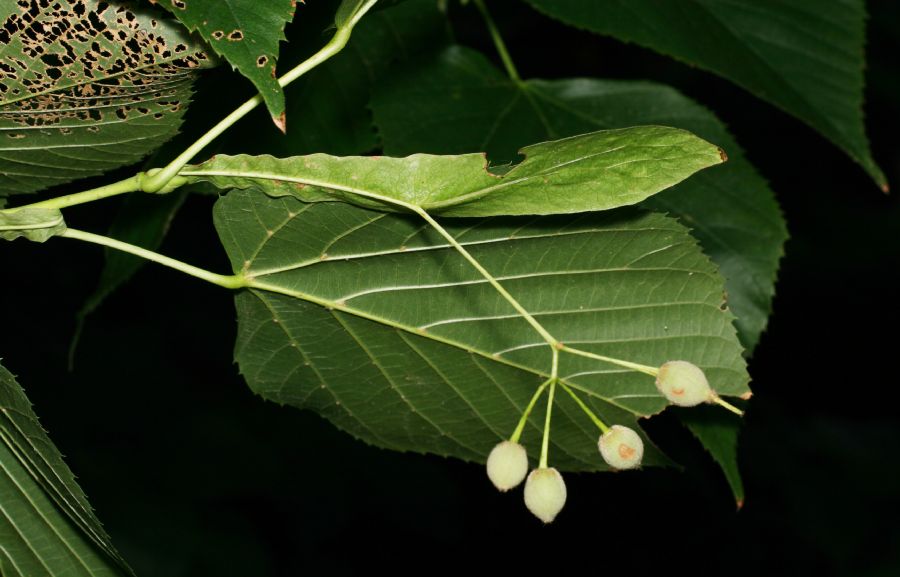 Tiliaceae Tilia americana