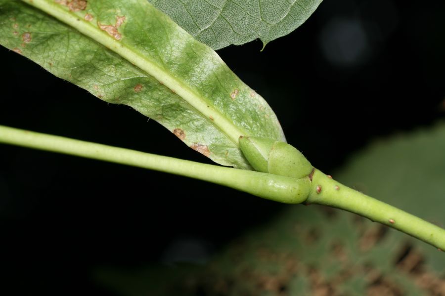 Tiliaceae Tilia americana