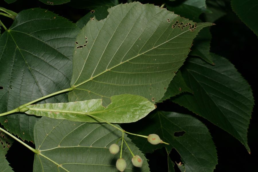 Tiliaceae Tilia americana