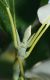 image of Magnolia virginiana