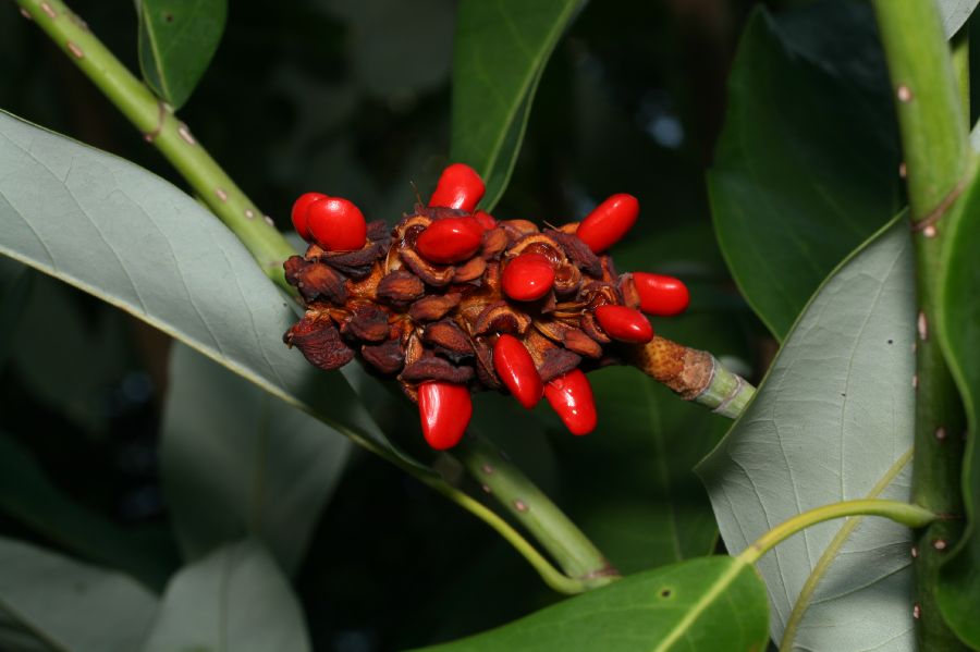 Magnoliaceae Magnolia virginiana