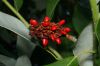 image of Magnolia virginiana