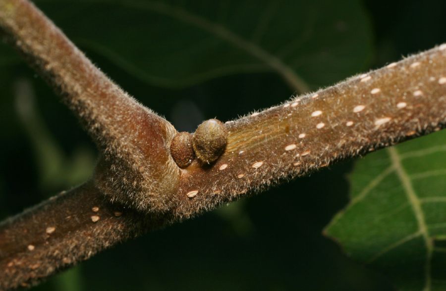 Juglandaceae Carya illinoensis