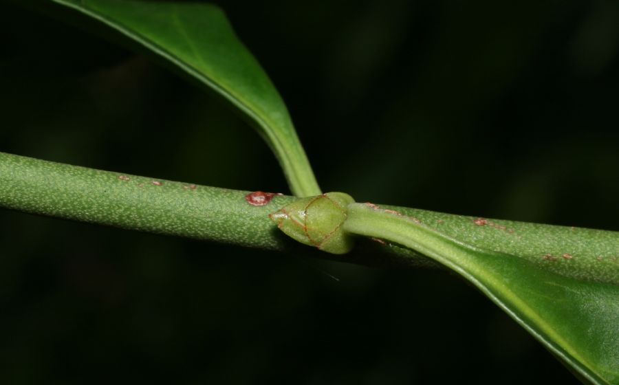 Celastraceae Euonymus fortunei