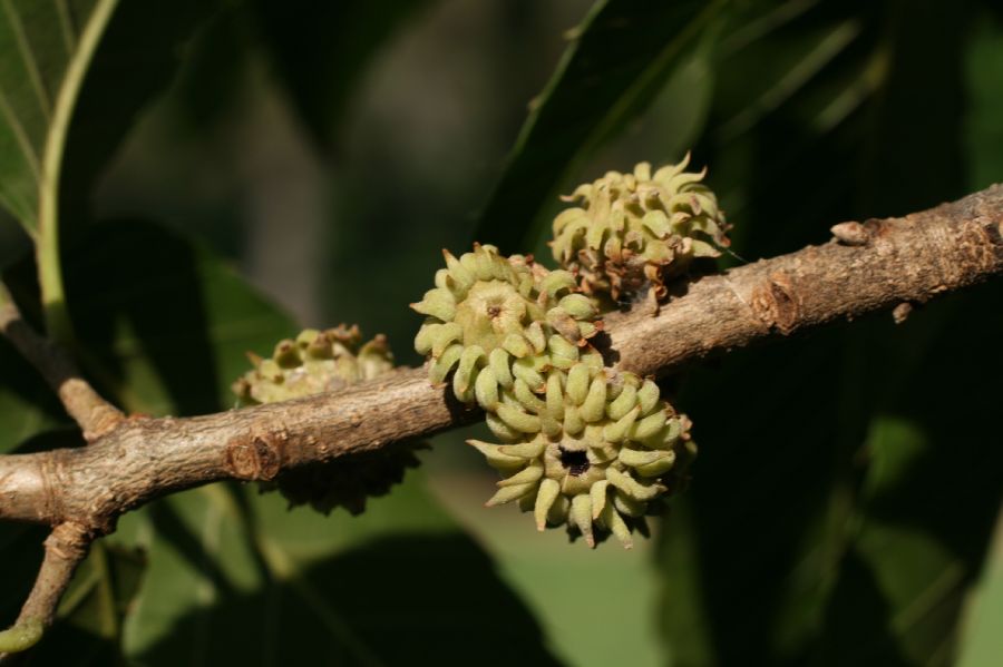 Fagaceae Castanea dentata