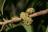 image of Castanea dentata