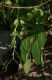 image of Chionanthus virginicus