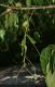 image of Chionanthus virginicus
