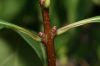 image of Chionanthus virginicus