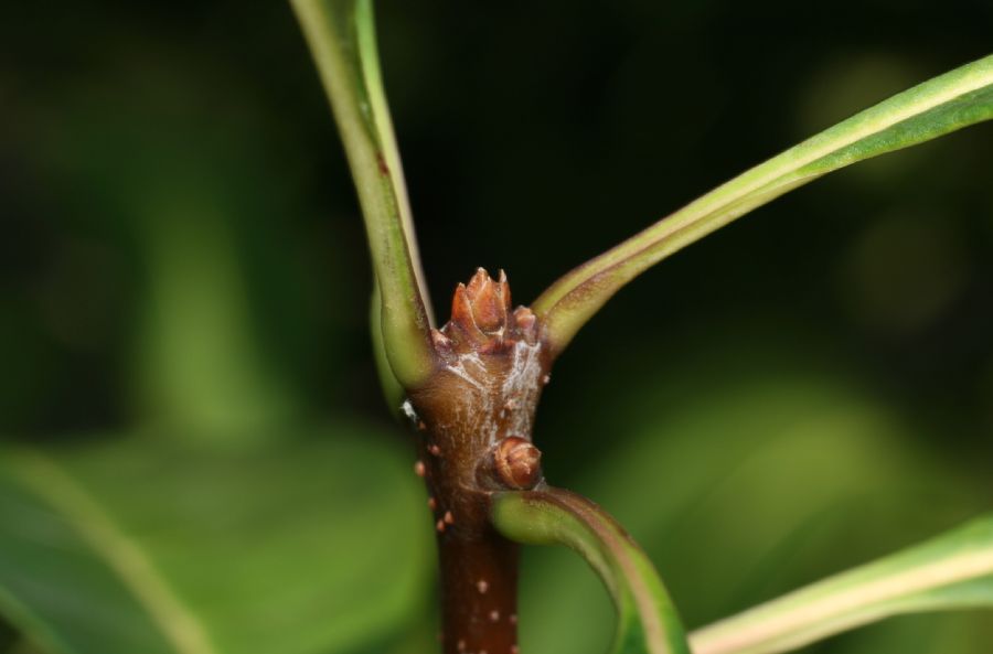 Oleaceae Chionanthus virginicus