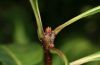 image of Chionanthus virginicus
