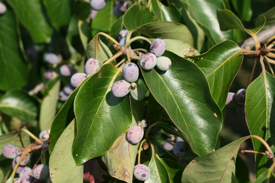 Nyssaceae Nyssa sylvatica