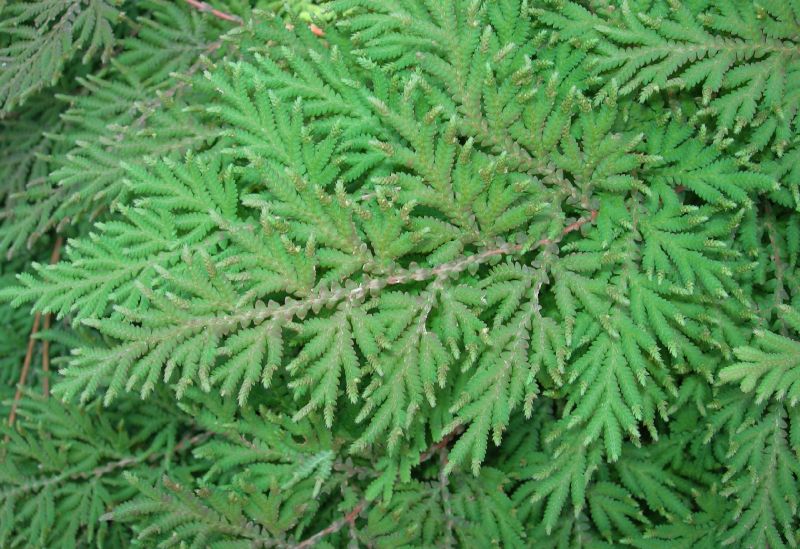 Selaginellaceae Selaginella involvens