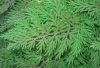 image of Selaginella involvens