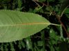 image of Prunus serotina