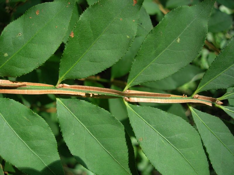 Celastraceae Euonymus alata