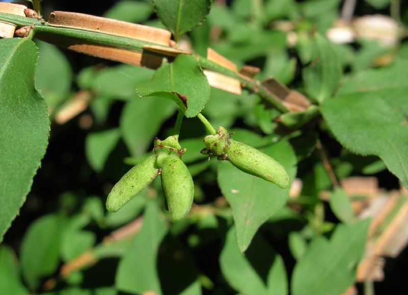 Celastraceae Euonymus alata