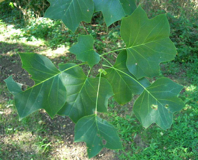 Magnoliaceae Liriodendron tulipifera