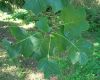 image of Liriodendron tulipifera