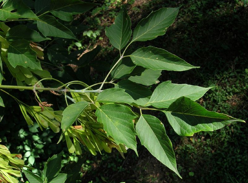 Aceraceae Acer negundo