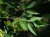 image of Acer negundo