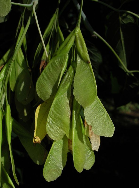 Aceraceae Acer negundo