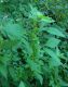 image of Acalypha rhomboidea