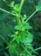 image of Acalypha rhomboidea
