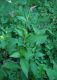image of Polygonum pennsylvanicum