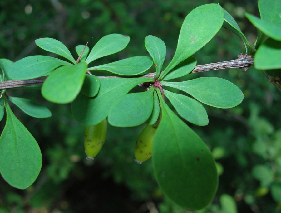 Berberidaceae Berberis thunbergii