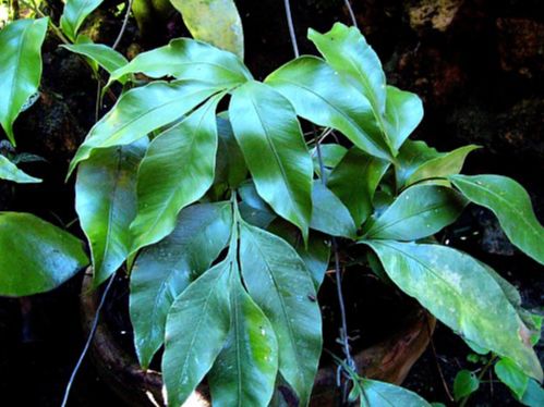 Dryopteridaceae Olfersia alata
