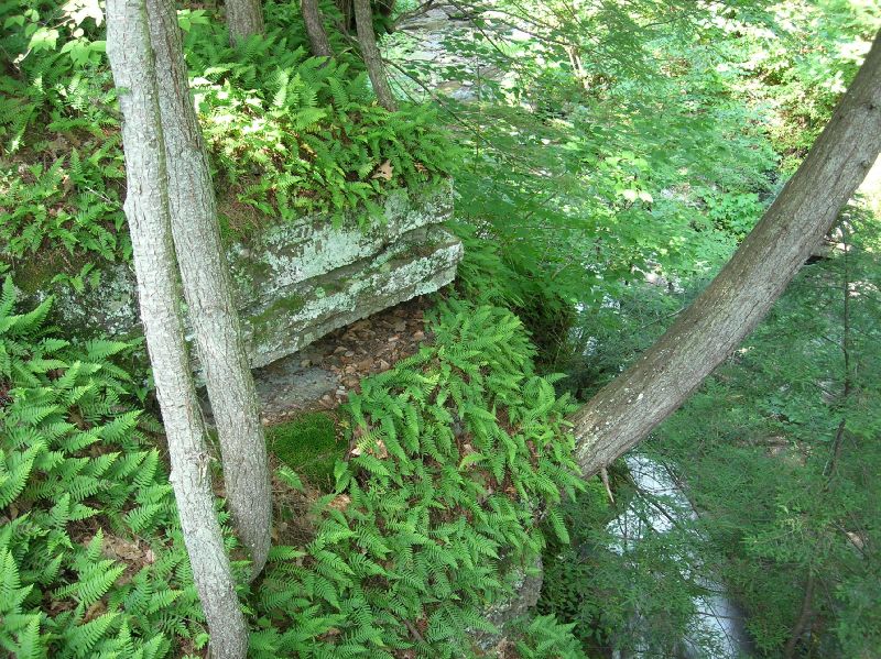 Polypodiaceae Polypodium appalachianum