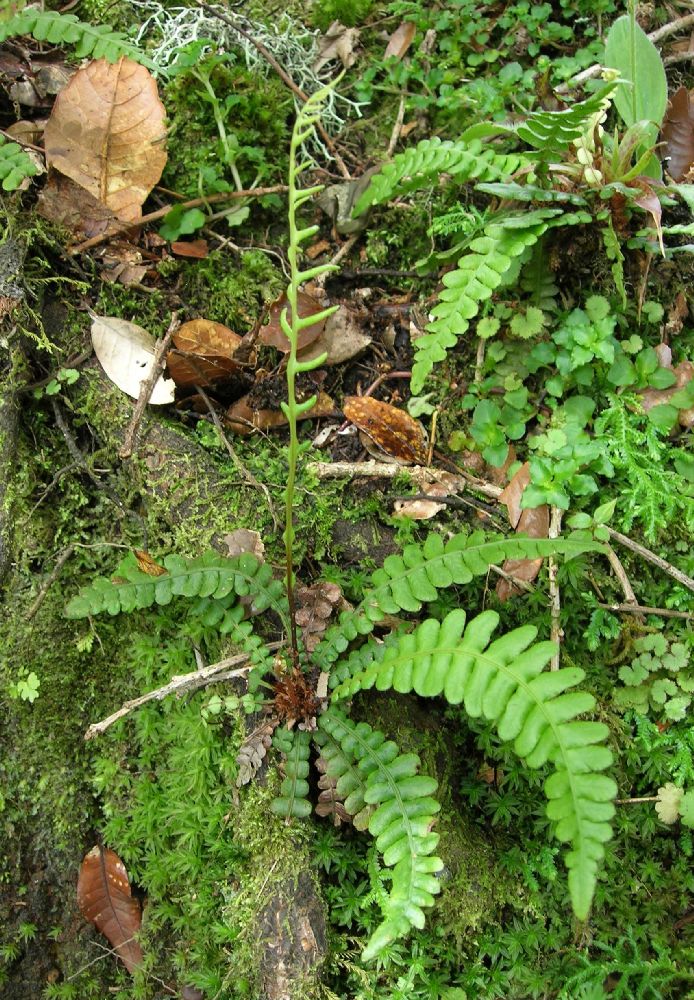 Blechnaceae Austroblechnum stoloniferum