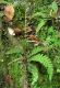 image of Austroblechnum stoloniferum
