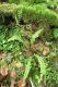 image of Austroblechnum stoloniferum