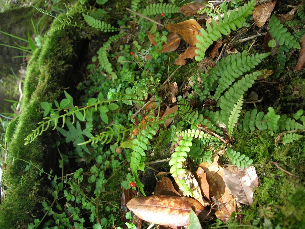 Blechnaceae Austroblechnum stoloniferum