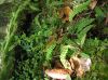 image of Austroblechnum stoloniferum