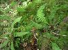 image of Austroblechnum stoloniferum