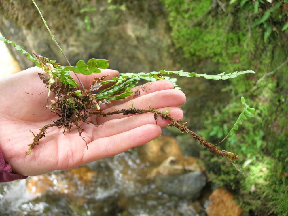 Blechnaceae Austroblechnum stoloniferum