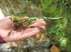 image of Austroblechnum stoloniferum