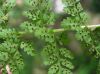 image of Cystopteris fragilia