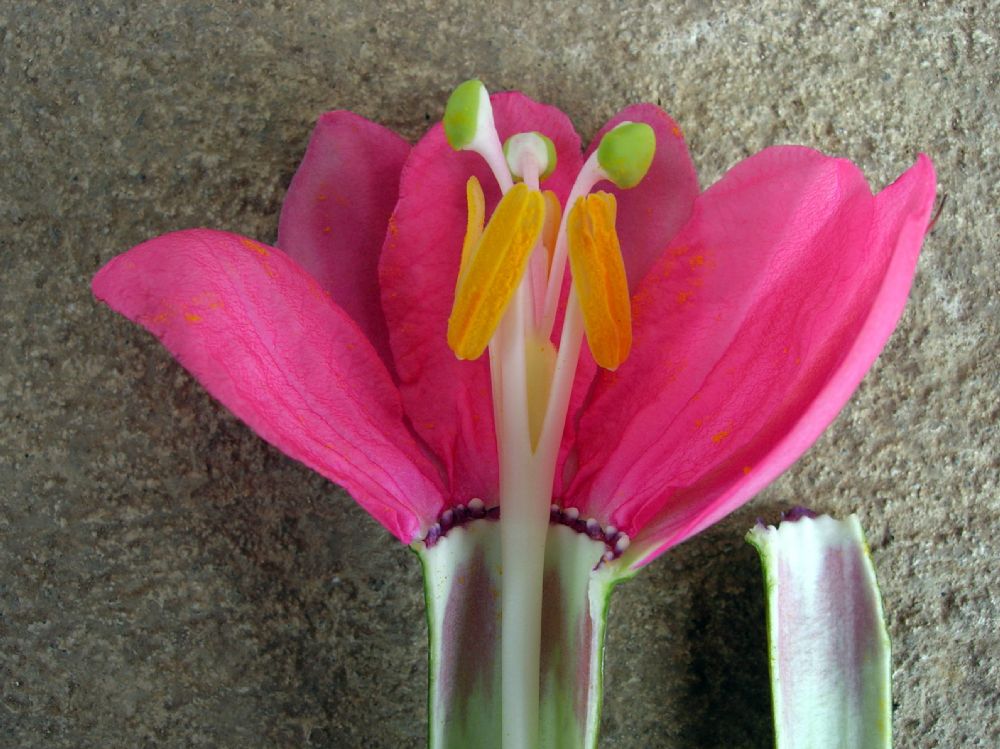 Passifloraceae Passiflora mollissima