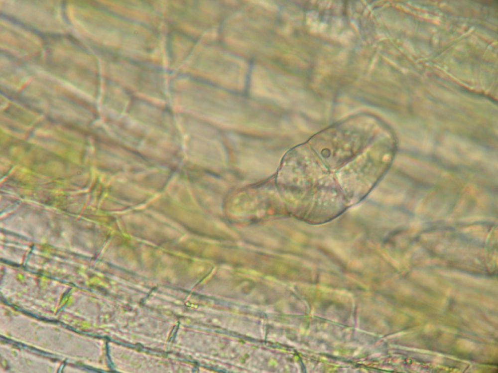 Cucurbitaceae Sechium edule